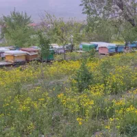زنبور عسل