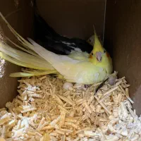 یک جفت عروس هلندی