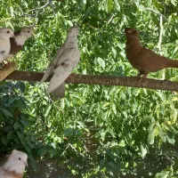 کبوتر|پرنده|فارسان, |دیوار