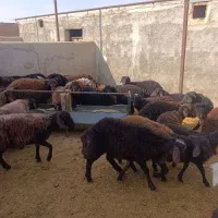 بره نر|حیوانات مزرعه|اسفرورین, |دیوار