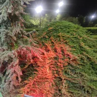 شیرینی برای یابنده کارت ملی گم شده