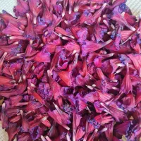 گل گاوزبان تازه
