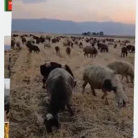 گوسفند