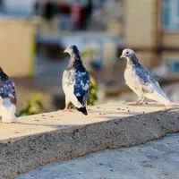 ک ب و ت ر|پرنده|جوانرود, |دیوار