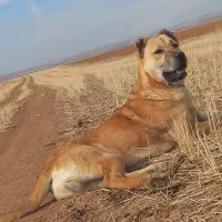 سَگ|سگ|زنجان, |دیوار