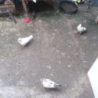 کبوتر