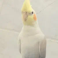 گمشده