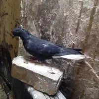 کفتر|حیوانات|مشهد, توس (بلوار توس)|دیوار