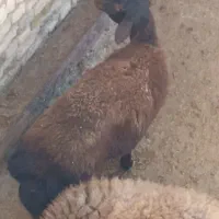 برده‌ماده‌آبستن