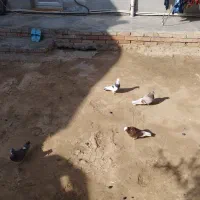کبوتر|پرنده|بندر ترکمن, |دیوار