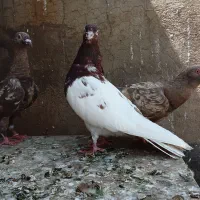 کبوتر سرکه ای و کله دار