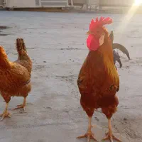 مرغ و خروس عربی