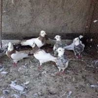 طوقی|پرنده|اصفهان, شهرک زاینده رود|دیوار