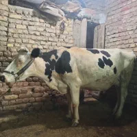 گاو هلشتاین ابست