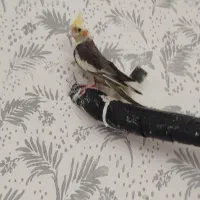 عروس هلندی|پرنده|قم, شهرک امام حسن|دیوار