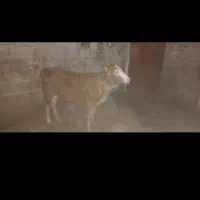 ۱عدد گوساله ماده جنس خوب