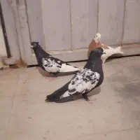 سه تا کفتر دونه 170