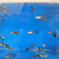 ماهی گوپی درجه یک کمیاب