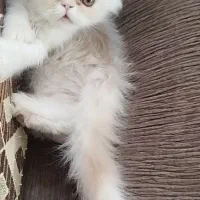 پرشین نر کاراملی