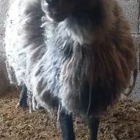 گوسفند رومانف