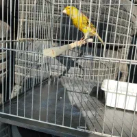 قناری نر مست