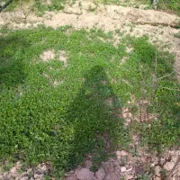 نهال گوجه|گل و گیاه طبیعی|سملقان, |دیوار