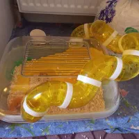 همستر سالم بدون بود با قفس