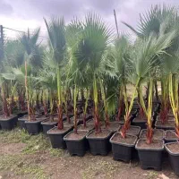 حراج پالم واشنگتن ۲۰ درصد تخفیف .۵۹ تومن