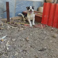 پا کوتاه