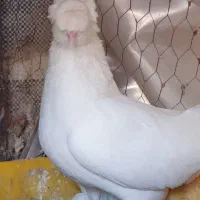 کبوتر ماده راعبی ( رواعب ) دو کاکل