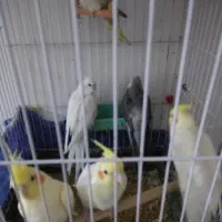 عروس هلندی سخنگو و کاملا دستی