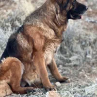 واگذاری ژرمن نروماده