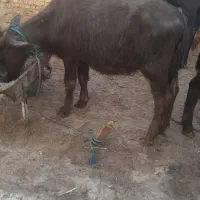 2راس گاومیش حشوه سالم