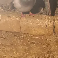 کبوتر گرفته شده