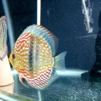 ماهی دیسکس|ماهی|تهران, اقدسیه|دیوار