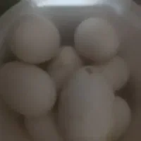 تخم بوقلمون وقوغاز ومرغ