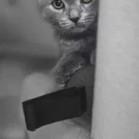 واگذاری گربه اسکاتیش|گربه|گلستان (تهران), |دیوار