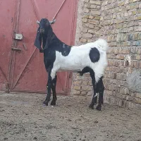 بزغاله آمریکایی