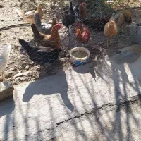 مرغ و خروس8میلیون|حیوانات مزرعه|سرپل ذهاب, |دیوار