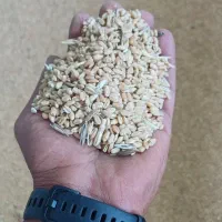 گندم تیرگان|خوردنی و آشامیدنی|مرودشت, شهرک مهدیه|دیوار