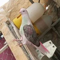 کبوتر|پرنده|اصفهان, کنگاز|دیوار