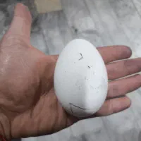 تخم نطفه دار غاز لیندا و غاز اکراینی