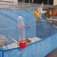 قناری نر مست آماده. برای جفت زدن