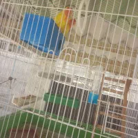 مرغ عشق|پرنده|چابهار, |دیوار