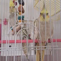 عروس هلندی|پرنده|کوهدشت, |دیوار