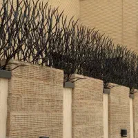 حفاظ شاخ گوزنی معمولی و تخصصی