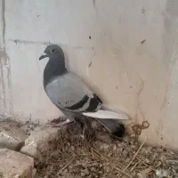 کبوترمسافتی