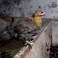 جوجه و نیمچه مرغ و خروس محلی|حیوانات مزرعه|آمل, |دیوار