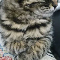 گربه گوگولی