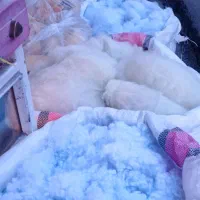 پشم و پشم شیشه و الیاف|رختخواب، بالش، پتو|ارومیه, |دیوار